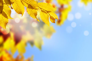 秋の風景の様子